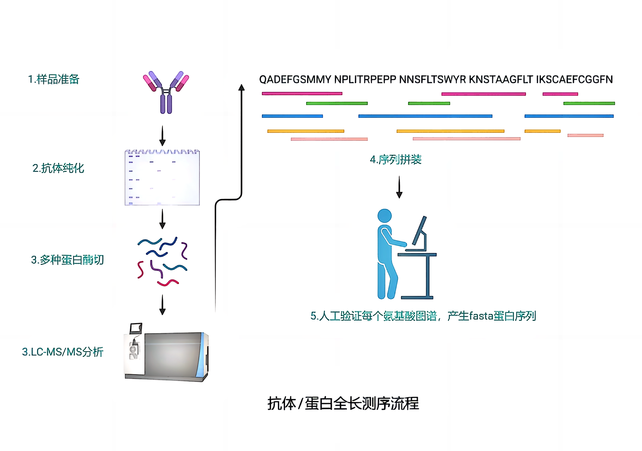蛋白质抗体全长测序.png
